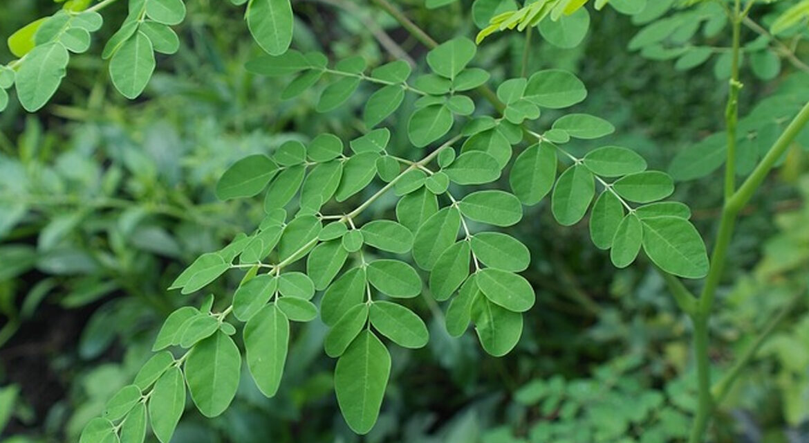 Malunggay or Moringa Oleifera – Nature’s Best Gift to the World!