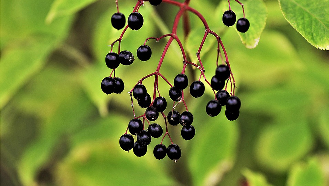 Scientific Studies Verify Elderberry Health Benefits – Prevents Colds, Beats Out Flu and Strengthens Immunity