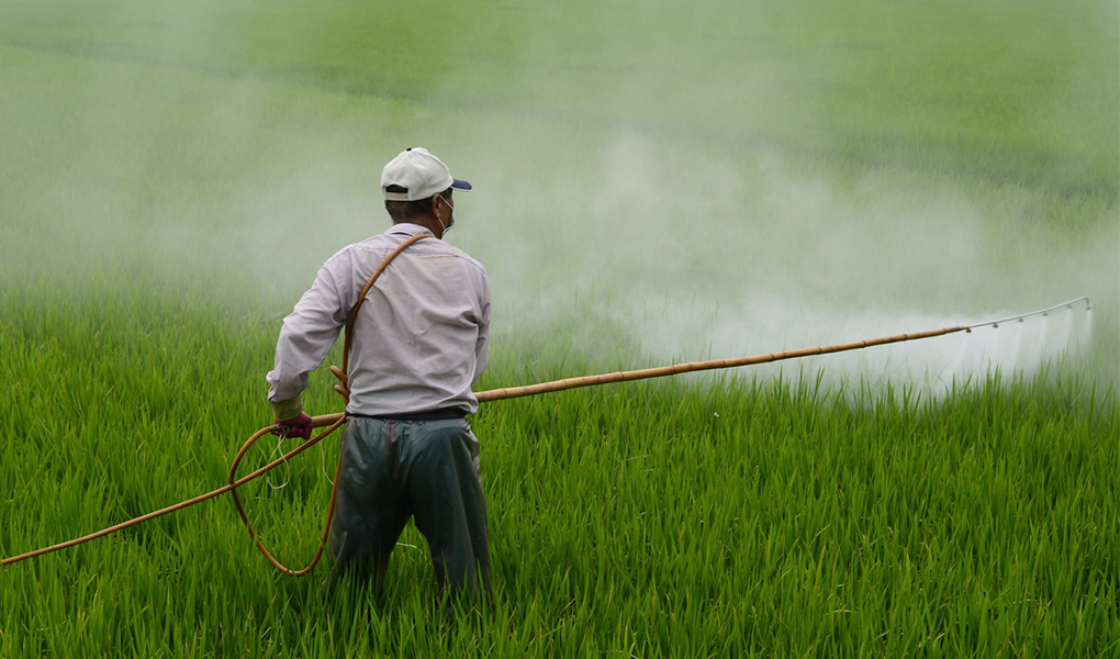 Pesticides in The Gut and How That Leads to Cancer