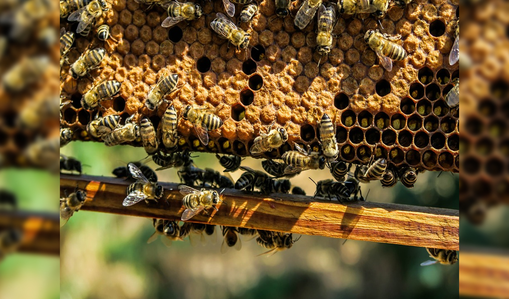 Declining Philippine Crop Yields Traced to Disappearing Local Honeybee Populations
