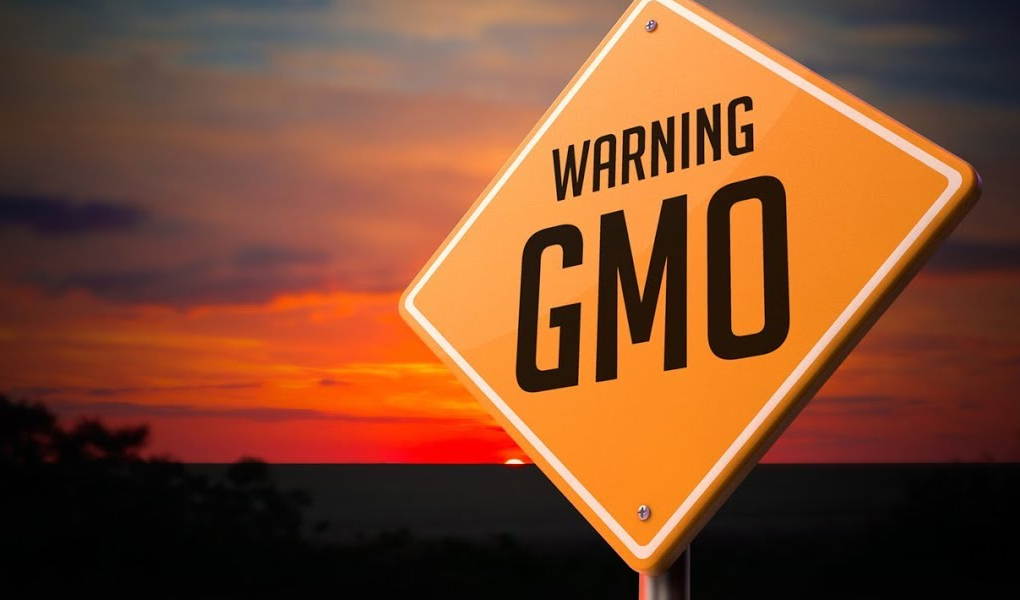 Séralini Study: GMO and Cancer Link is Real!
